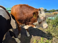公牛, Swiss cattle — 照片 5
