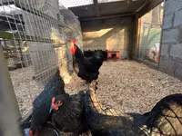 Australorp — Foto 4