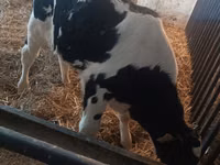 Bull, Cattle — photo 6