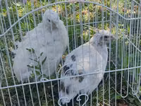 Weiß — Foto 3