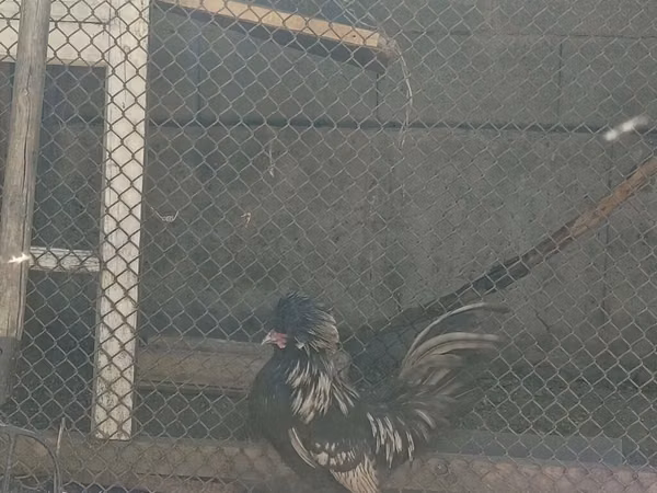 北荷兰蓝