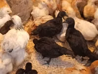 Ayam Cemani — Foto 1