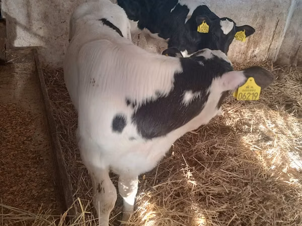 Bull, Russian Black pied cattle