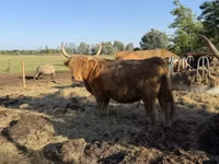 بقرة, Highland — الصورة 2