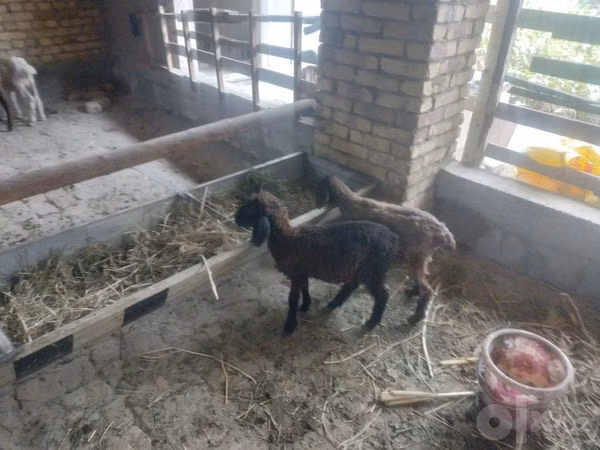 绵羊（批次，未指定性别）, Sheep