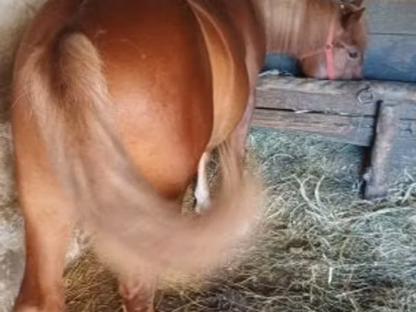 Caballo, Caballos