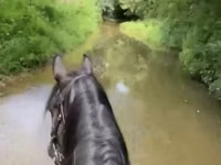 母马, Przewalski's horse — 照片 3