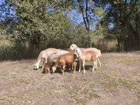 公羊, Afghan Arabi sheep — 照片 8