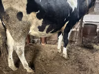 母牛, Russian Black pied cattle — 照片 1