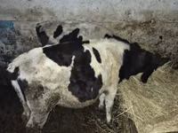 Bull, Russian Black pied cattle — photo 2