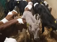Bovinos (lote, sexo no especificado), Ganado vacuno — foto 5