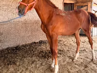 Hengst, Anglo-Arabian — Foto 3