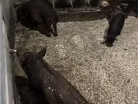 Boar — photo 2
