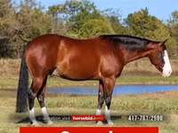 Horse (M), Quarter Horse — photo 1