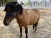 خيول (دفعة، الجنس غير محدد), Australian Pony — الصورة 6