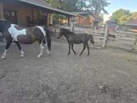 Farasi dume, Welsh Cob — picha 4