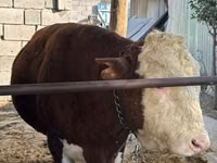 Bull, Hereford — photo 1