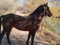 Caballo, Karabair horse — foto 2