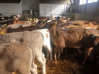 Cattle (batch, sex not specified), Cattle — photo 1
