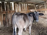 Toro, Swiss cattle — foto 2