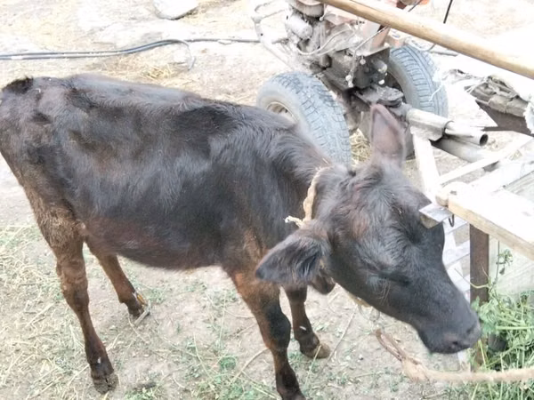 गाय, मवेशी