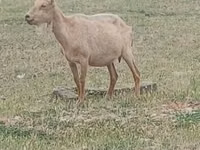 Cabro, Saanen goat — foto 1