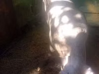 Sow, Pigs — photo 1