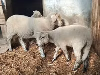 Sheep (batch, sex not specified), Sheep — photo 2