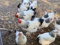 萨塞克斯 — 照片 7