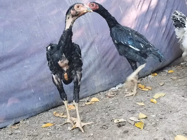 मलय गेम