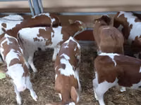 Ng'ombe dume, Simmental cattle — picha 5