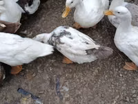 German Pekin — photo 2
