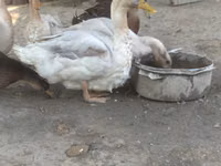 रूएन — फ़ोटो 4