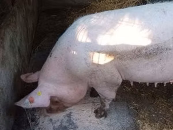 Sow, Pigs