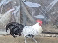 ब्रेकल — फ़ोटो 2