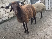 公羊, Red Karaman sheep — 照片 6