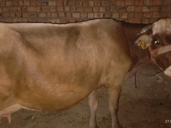 بقرة, Ukrainian Brown Dairy Cattle