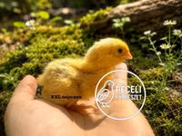 Quails — 照片 2