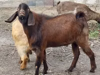 Ri’ dhaddig, Goats — sawirka 2