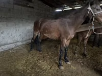 Faras dhaddig, Horses — sawirka 4