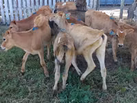 Cow, Jersey breed — photo 1