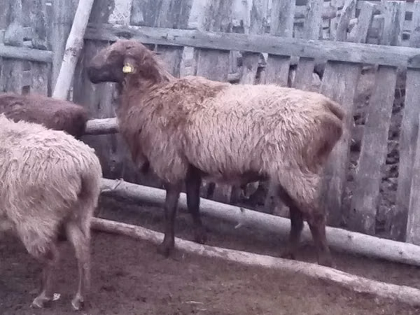 كبش, Edilbay sheep