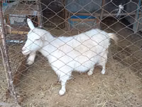Ri’ dhaddig, Saanen goat — sawirka 2