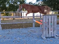 Caballo, Welsh Cob — foto 1