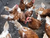 Chickens — foto 1