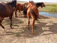 Caballo, Caballos — foto 2