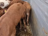 Bull, Simmental cattle — photo 2