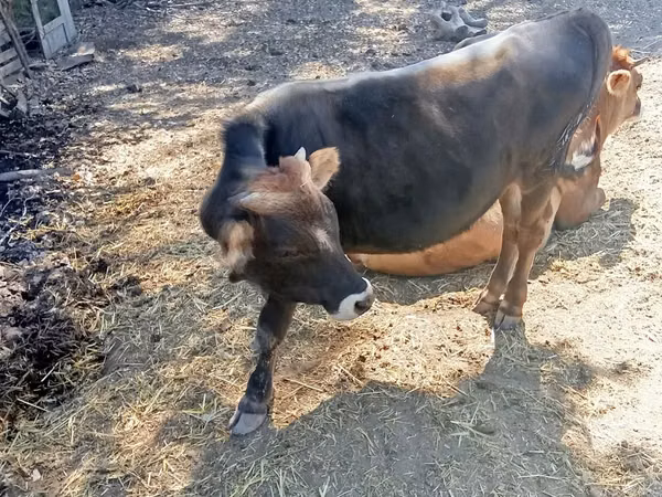 Dibi, Jersey breed