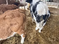Ng'ombe dume, Simmental cattle — picha 3