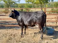 Lo’, Brown Carpathian breed — sawirka 4